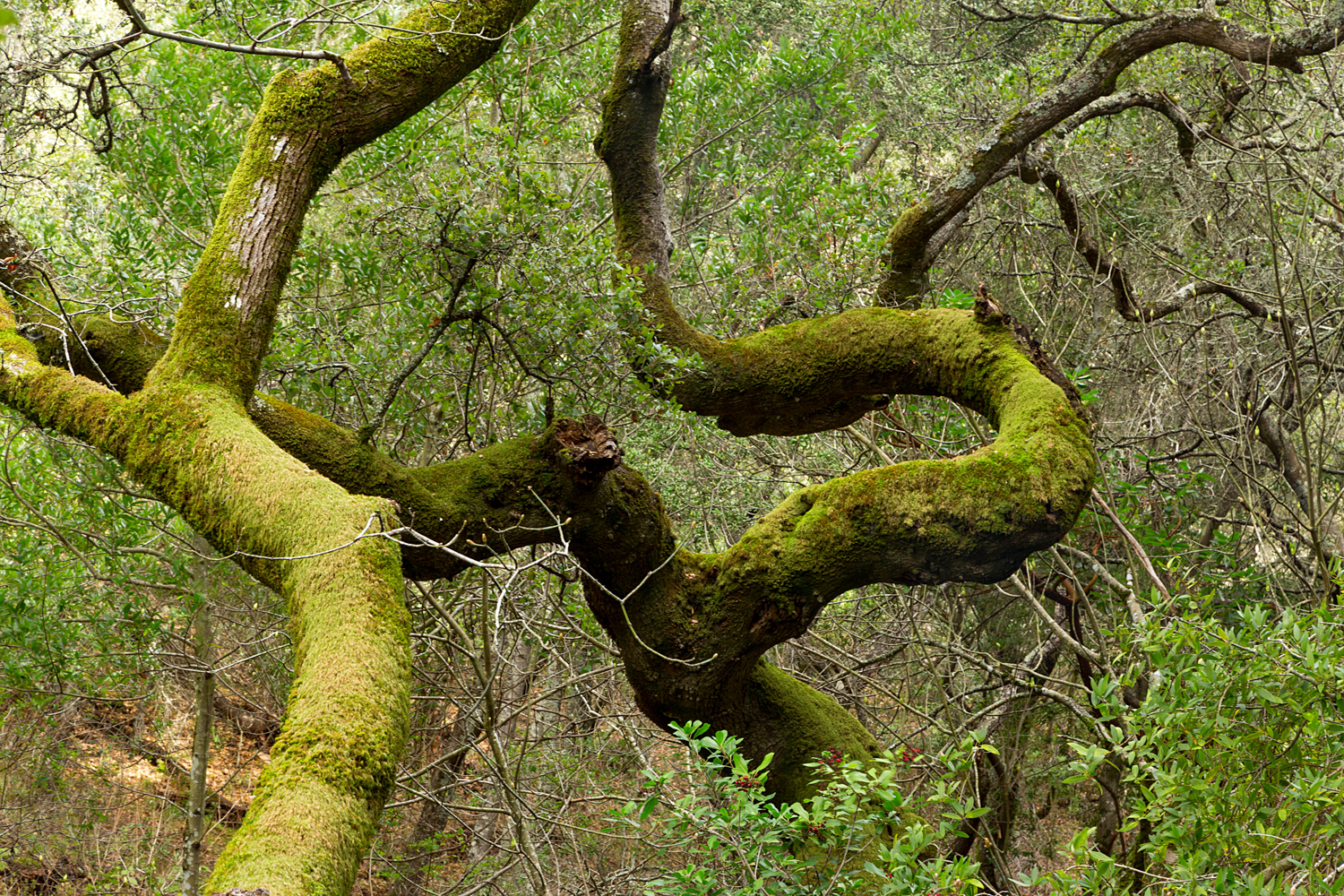 Madrone Canyon Sycamore Creek Trails-40.jpg