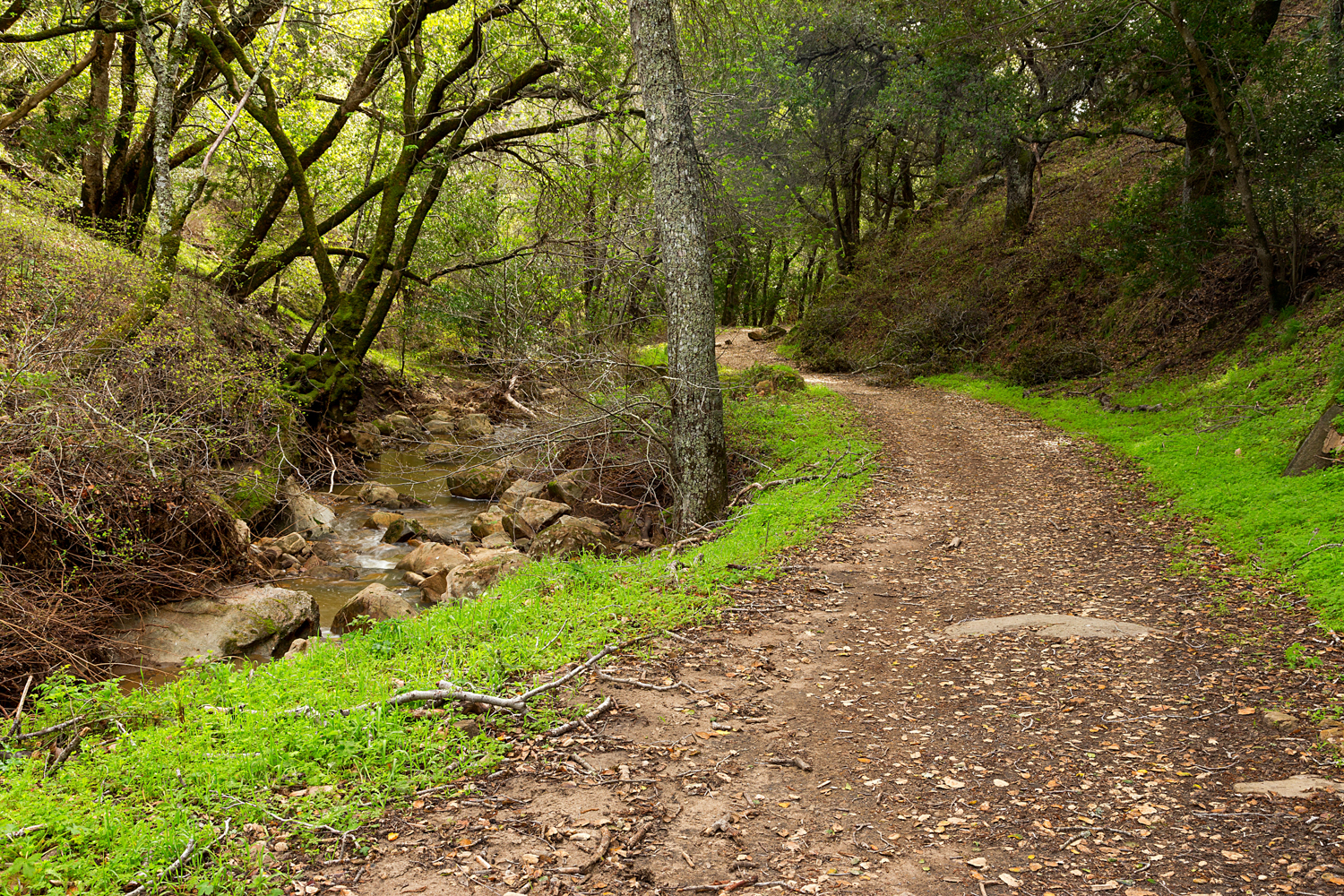 Madrone Canyon Sycamore Creek Trails-42.jpg