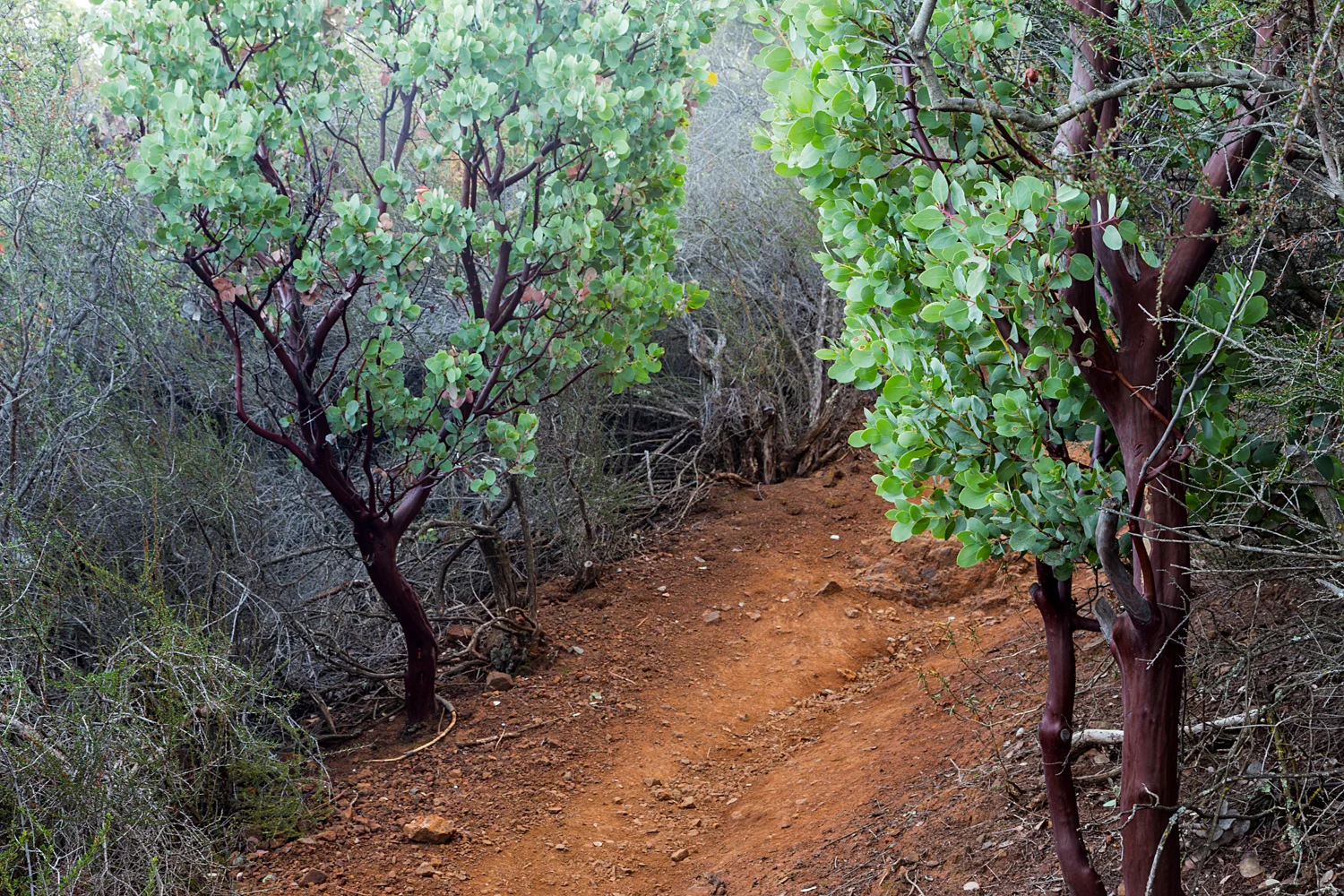 Eagle Peak Mount Diablo State park-3.jpg