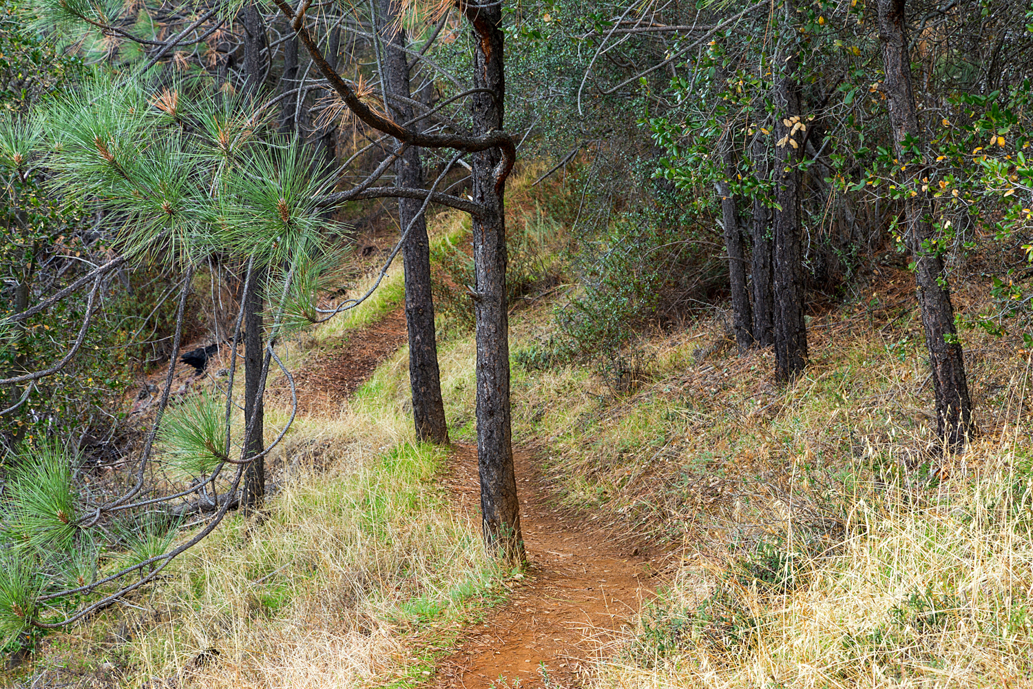 Eagle Peak Mount Diablo State park-2.jpg