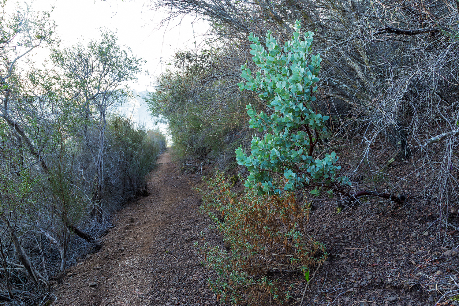 Eagle Peak Mount Diablo State park-25.jpg