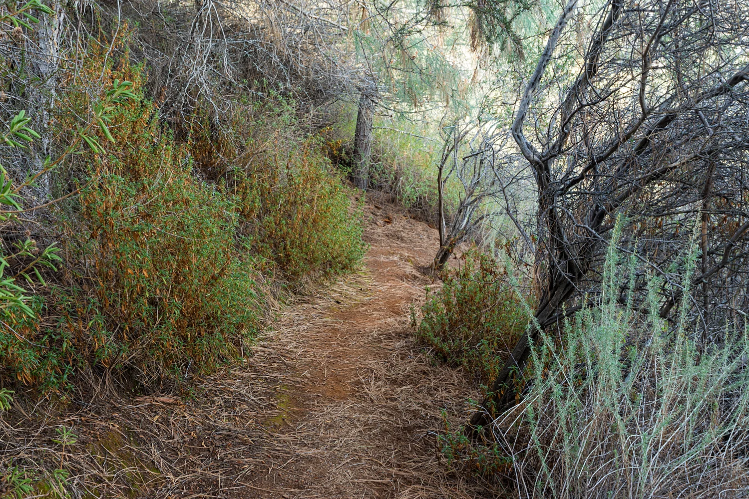 Eagle Peak Mount Diablo State park-26.jpg