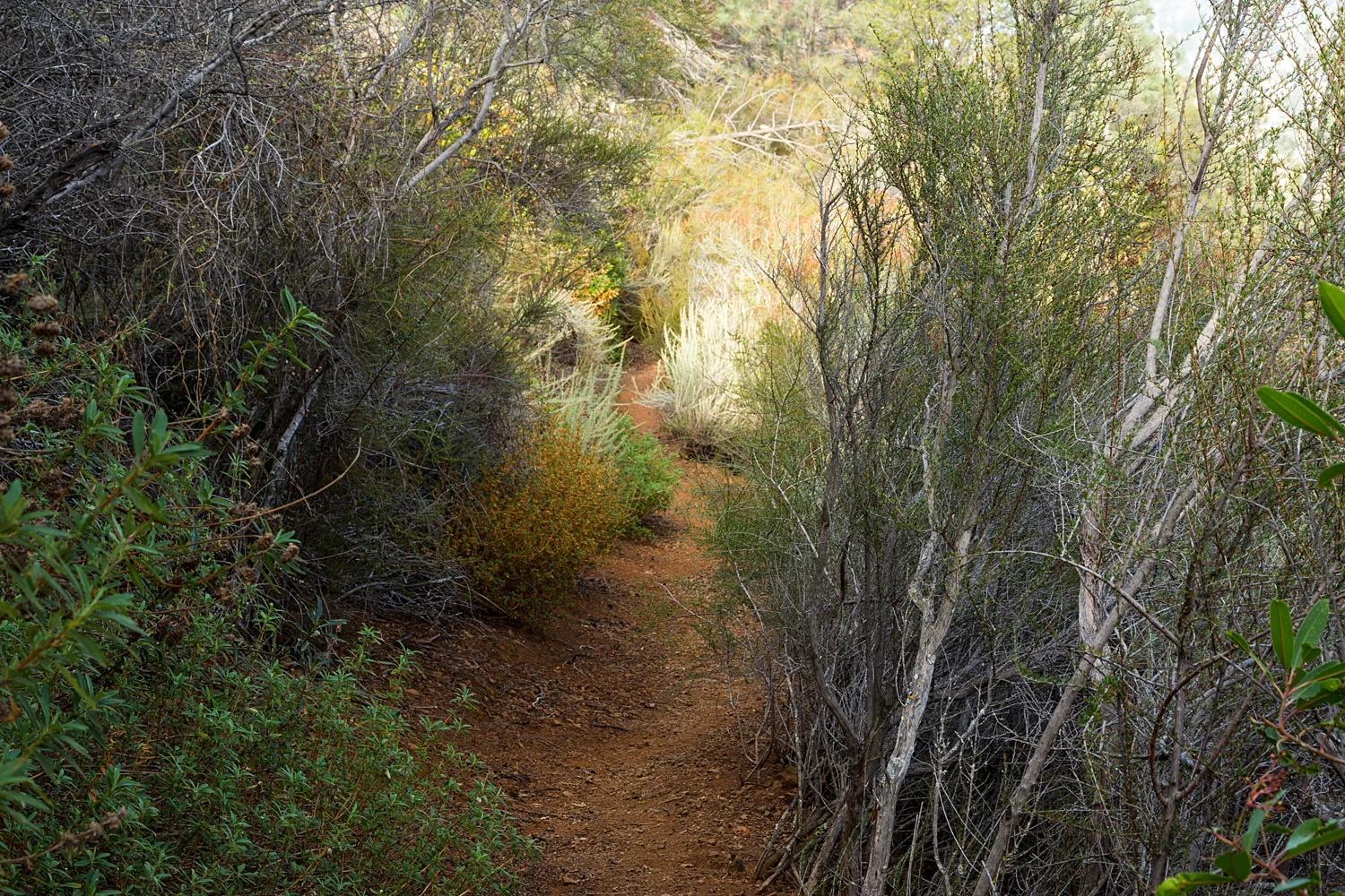 Eagle Peak Mount Diablo State park-28.jpg