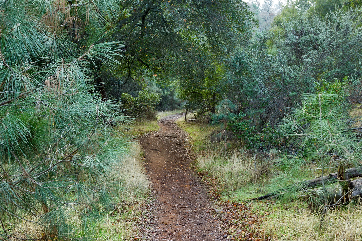 Eagle Peak Mount Diablo State park-30.jpg