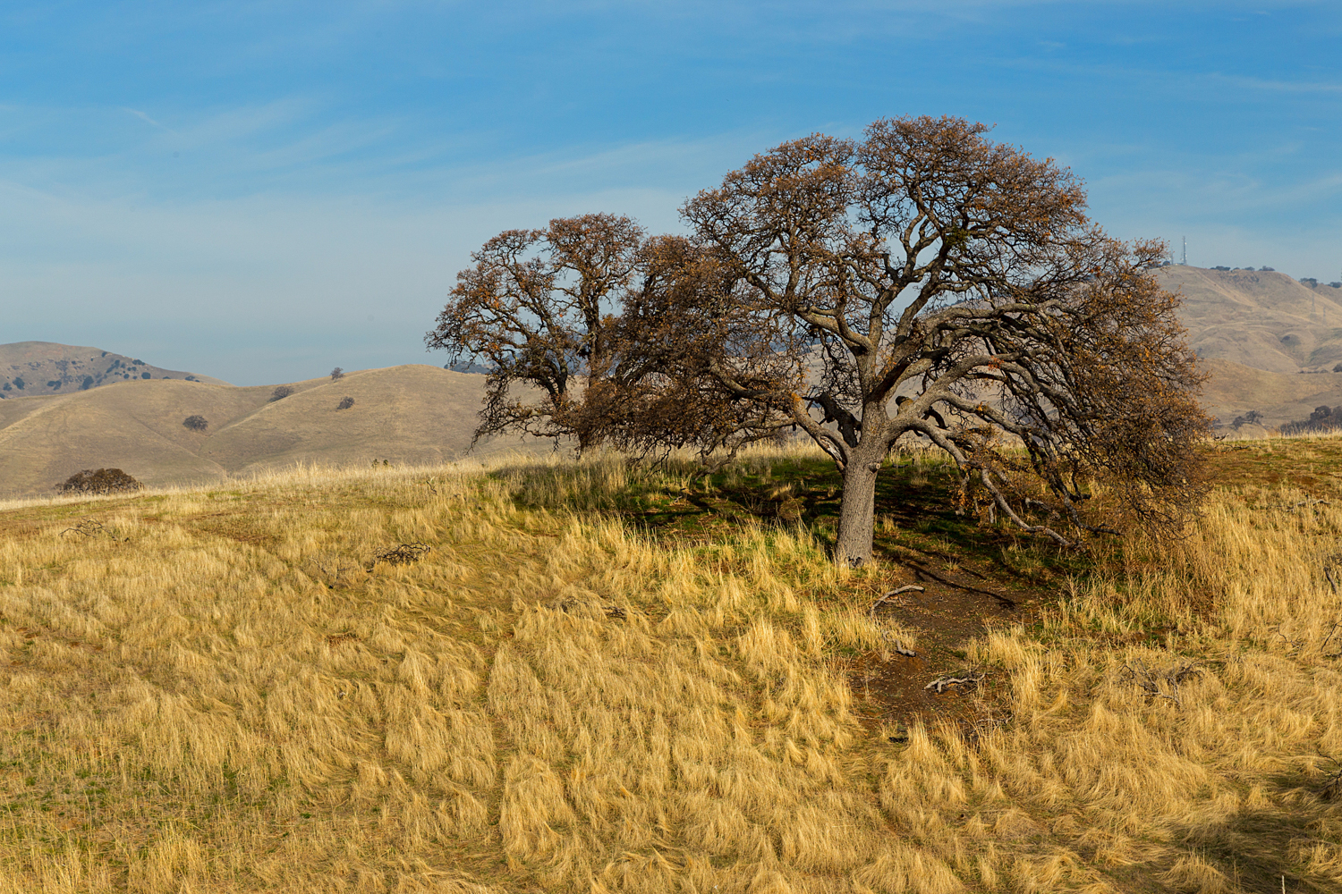 Eagle Peak Mount Diablo State park-33.jpg