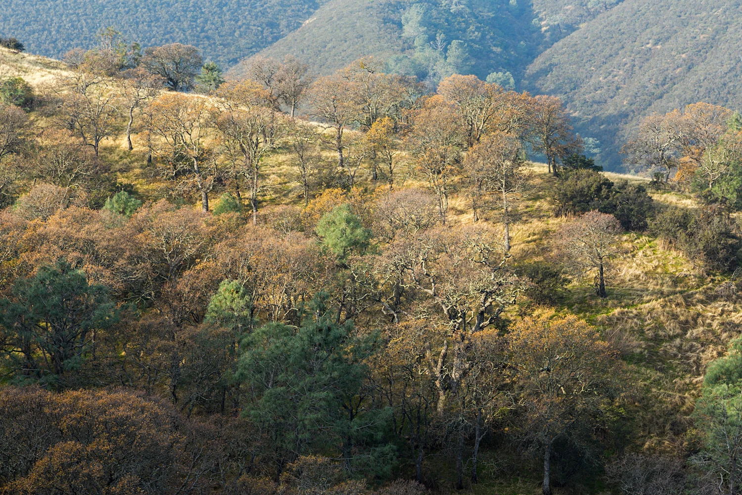 Eagle Peak Mount Diablo State park-37.jpg