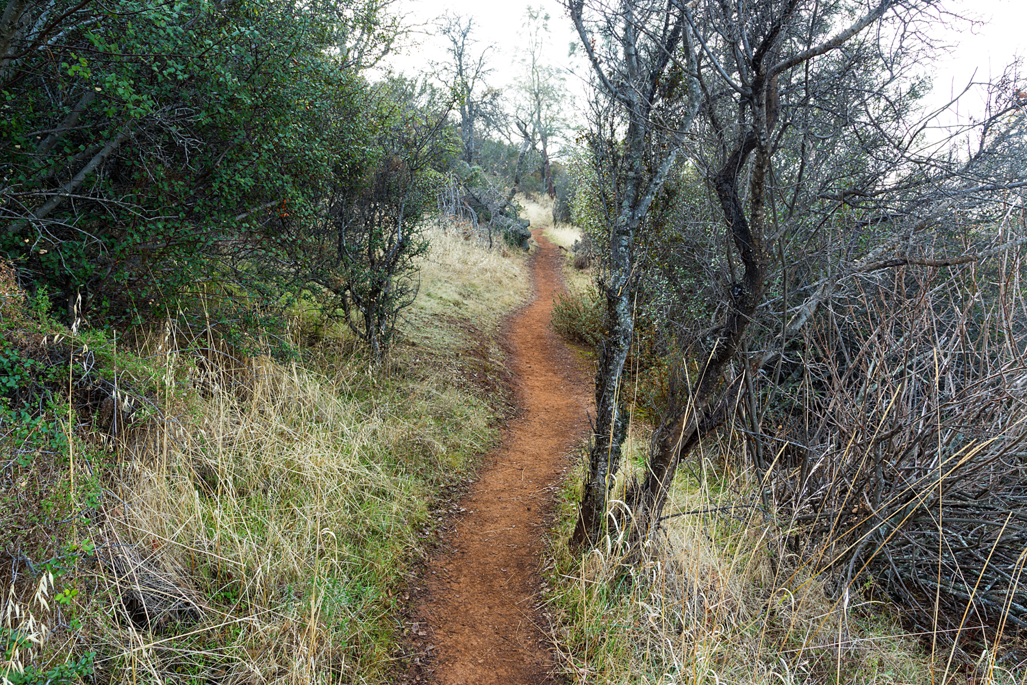 Eagle Peak Mount Diablo State park-39.jpg