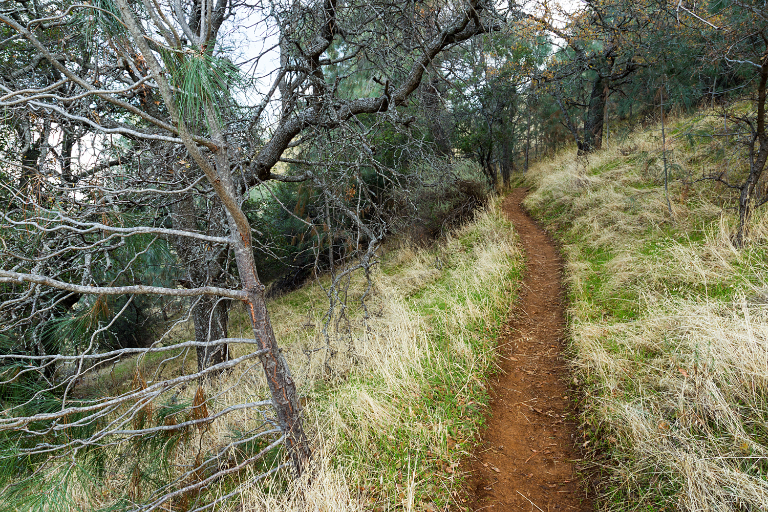 Eagle Peak Mount Diablo State park-40.jpg