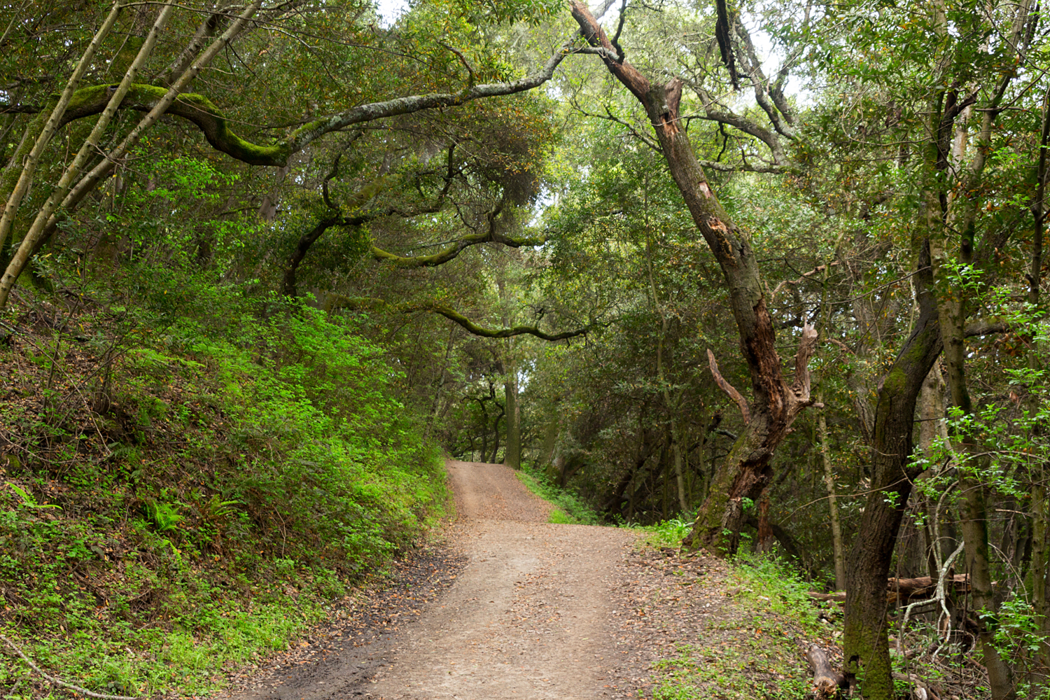 King's Canyon Loop Hike - April, 2017