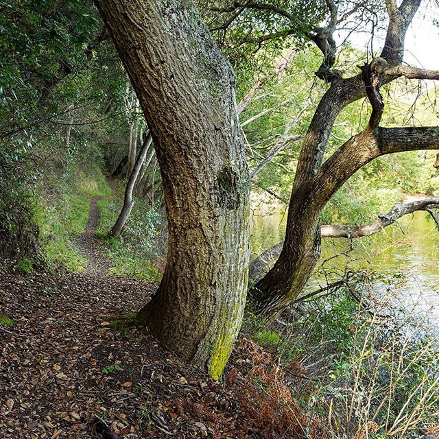 Lakeview Trail along San Pablo Reservoir...a peaceful place for relaxation and contemplation... #hikingmeditation #morninghike #hikingphotography #forestbathing #watershed #ebparks #trees #findyourtrail #bringafriend #healingnature #oaktrees