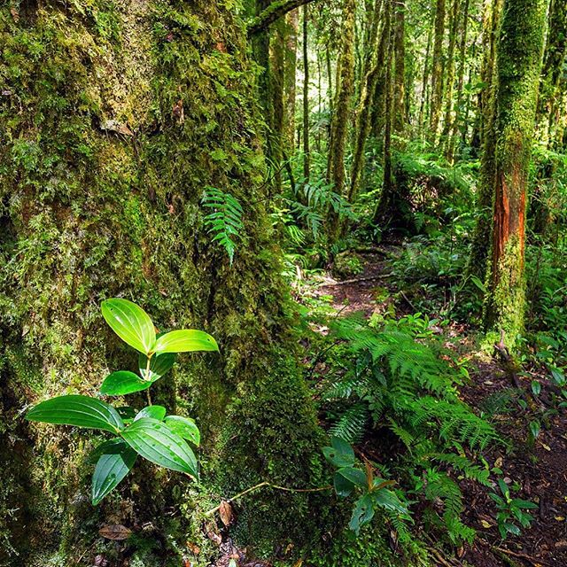 Bansalan Trail, Mt Apo National Park...everywhere life could grow, it was, and the green glow of the forest was energizing... #forestbathing #morninghike #hikingphotography #mtapo #bansalan #itsmorefuninthephilippines #climbing #rainforest #oldgrowth