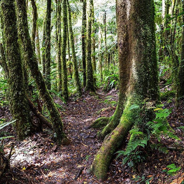 Bansalan Trail, Mount Apo National Park... #mountainside #mountainair #morninghike #mtapo #itsmorefuninthephilippines #hikingphotography #findyourtrail #mossy #rainforest #oldgrowthforest #savenature #nationalpark