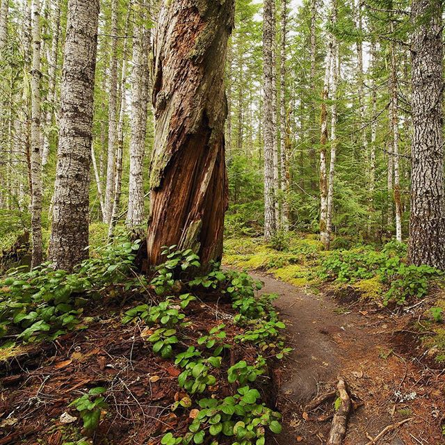 Kautz Creek Trail, Mount Rainier National Park.

Mount Rainier National Park was established in 1899, maintained and cared for by generations of staff and volunteers. Volunteering at parks and open spaces is a healthy and meaningful way to contribute