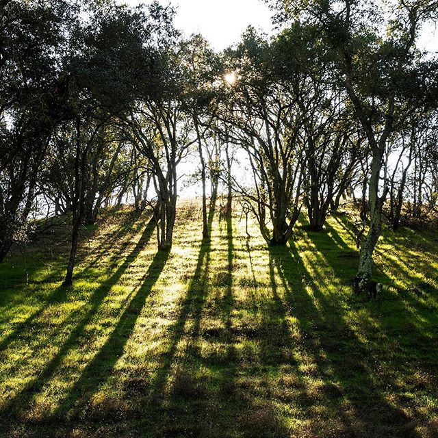 Morning light streaming through an oak hillside in Diablo Foothills Regional Park. 
#oaktrees #sunlit #hillside #raysoflight #diablofoothills #hikingphotography #openspace #morninghike #relaxation