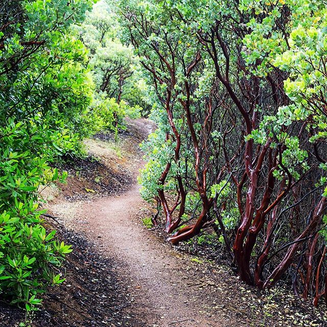 Manzanitas along the Bruce Lee Spring Trail... #manzanita #mtdiablo #statepark #findyourtrail #springhike