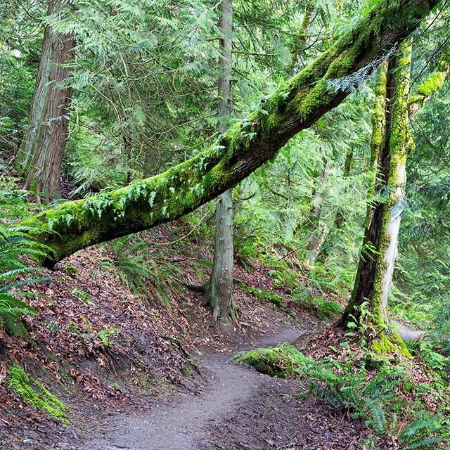 Start of a new journey...hiking the mossy trails of the Northwest... #cougarmountain #findyourtrail #greennature #mossyforest #forestfern