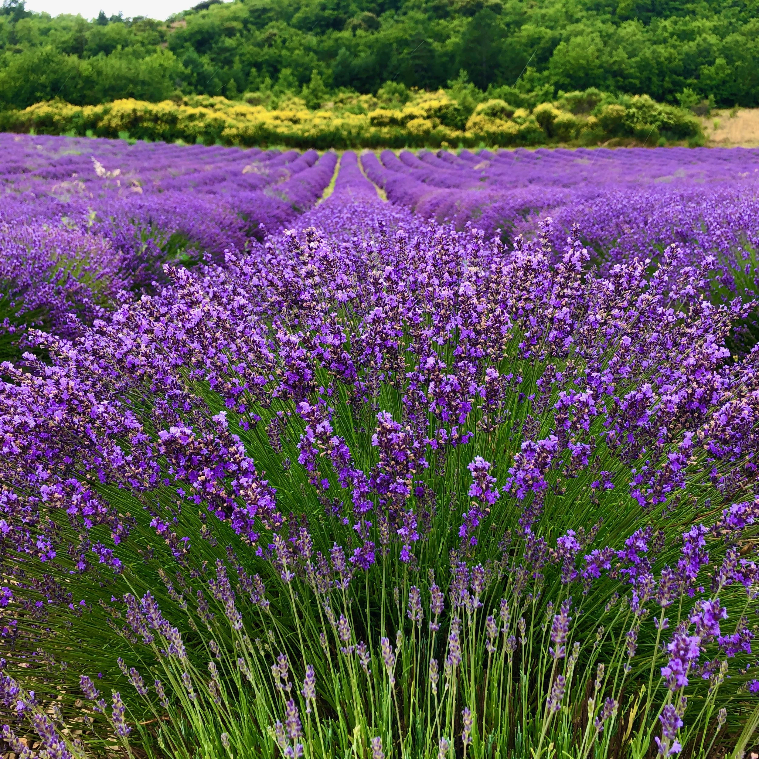 Creative Retreats in Provence