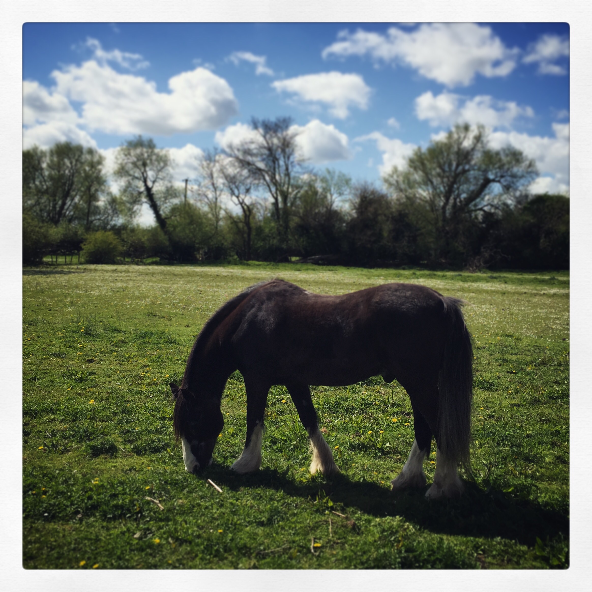 Stopping to visit a grazing horse.
