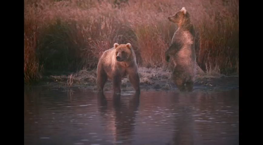 WildlifeParkREVC01 015.png