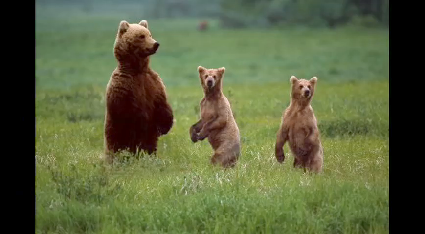 WildlifeParkREVC01 026.png