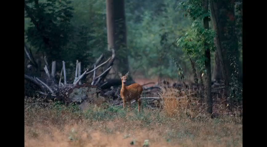 WildlifeParkREVC01 070.png