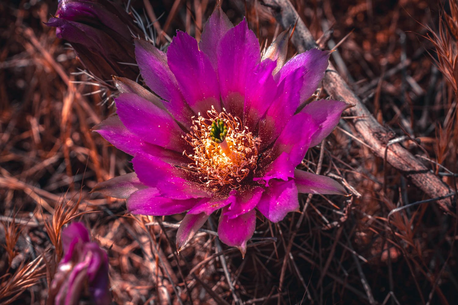 Sedona-13.jpg