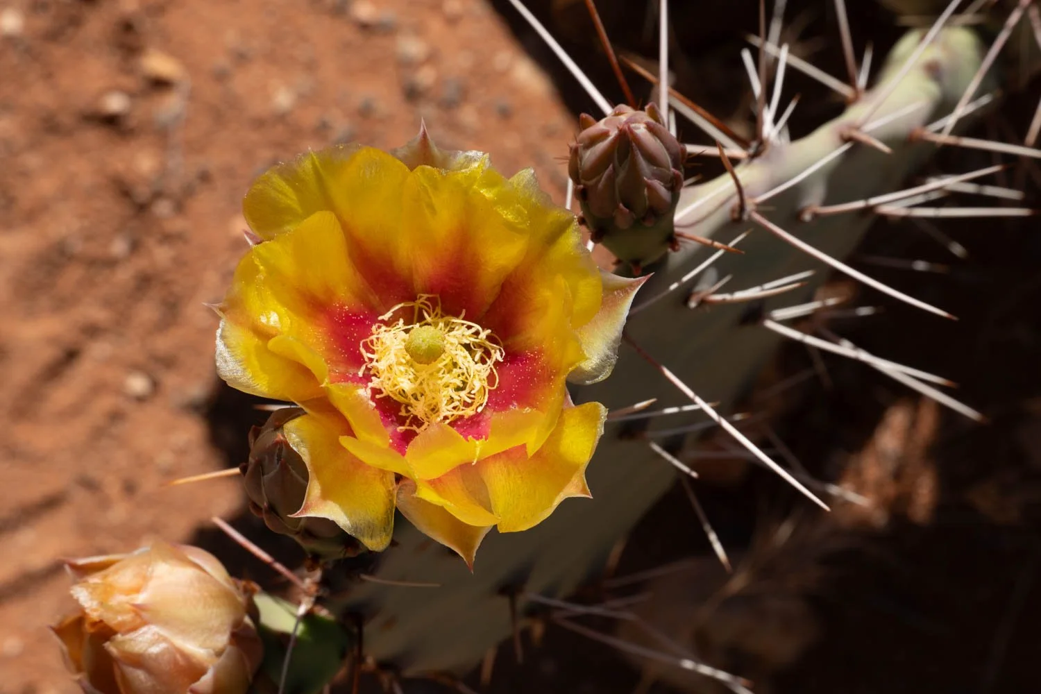 Sedona-11.jpg