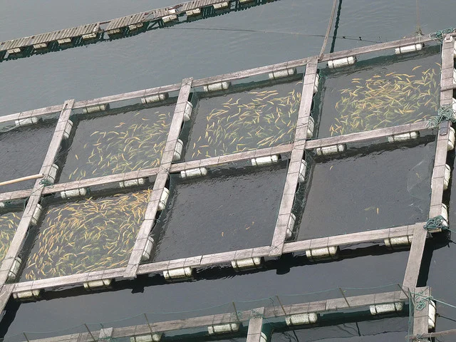 Fish Farm.jpg