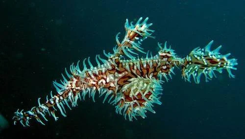 An ornate ghost pipefish, one of the over 350 species under the remit of the Seahorse, Pipefish and Stickleback Specialist Group. Credit: Wikimedia Commons