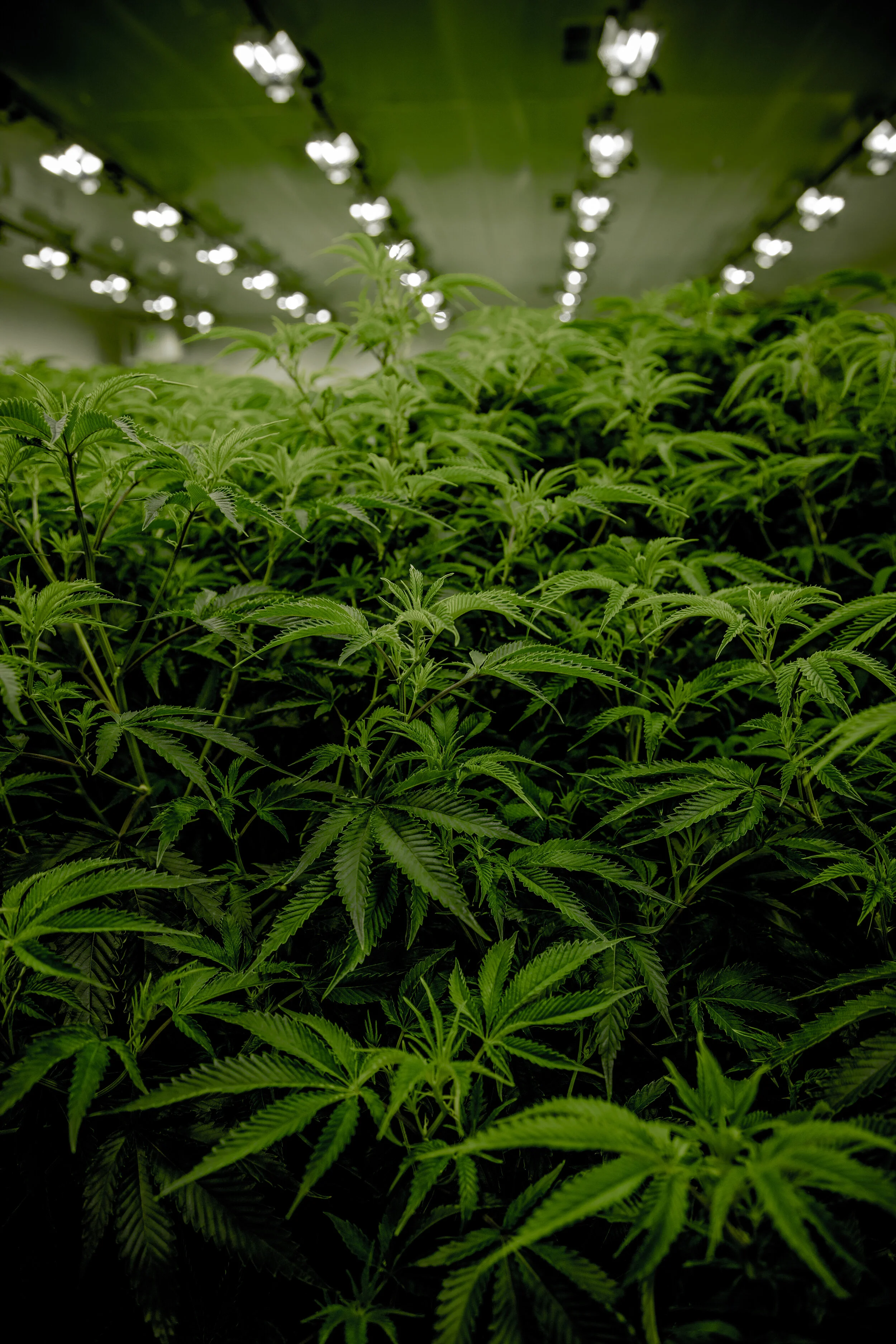 How Marijuana Farming Affects The Environment The Starfish Canada How Marijuana Farming Affects The Environment The Starfish Canada