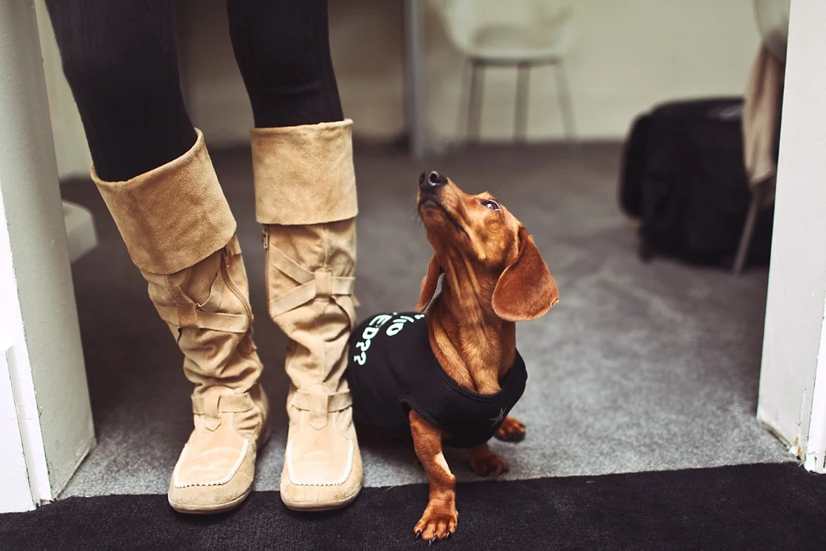 heavenmcarthur-humane-society-silicon-valley-calendar-2014-web_0003.jpg