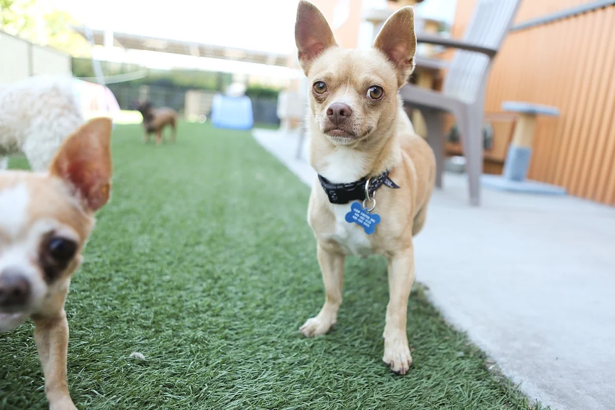 heavenmcarthur-humane-society-silicon-valley-calendar-2014-web_0025.jpg