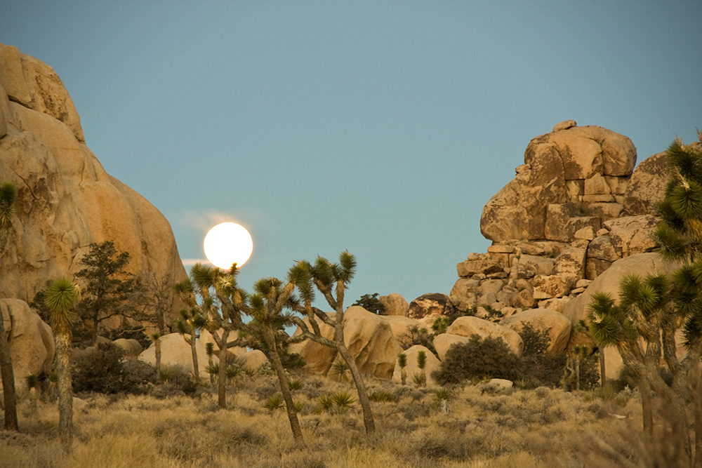 Joshua Tree Moon