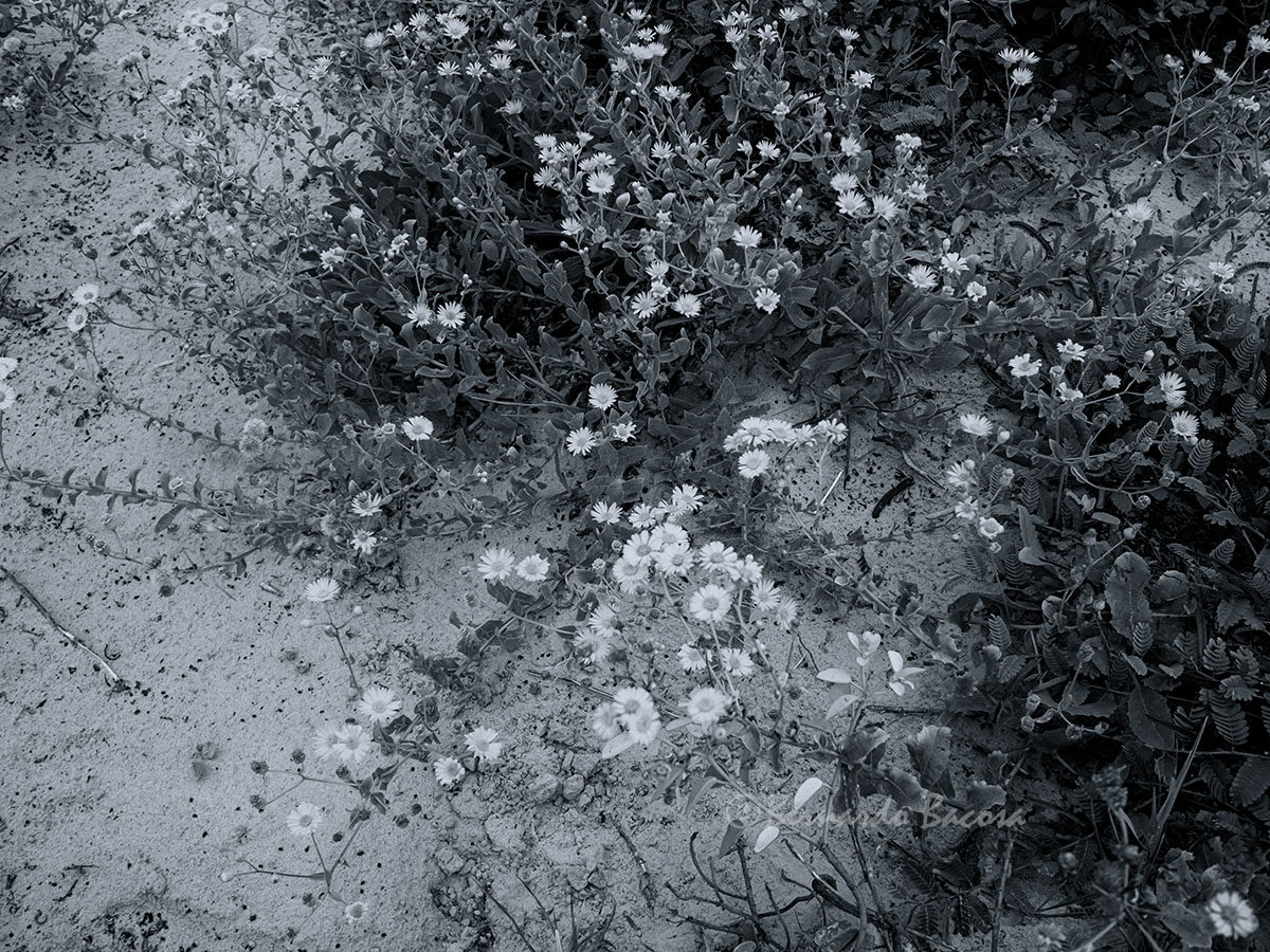 PB131171Web.jpg