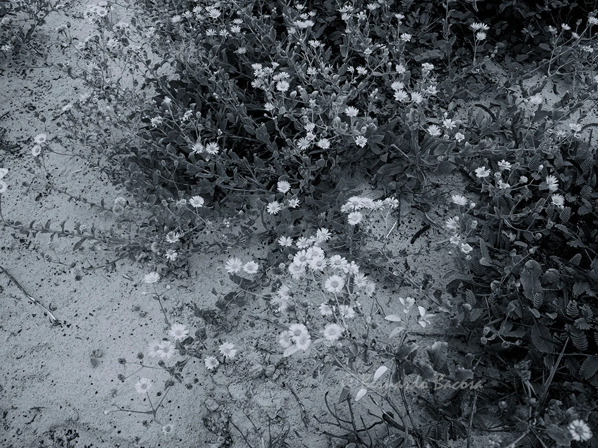 PB131171Web.jpg