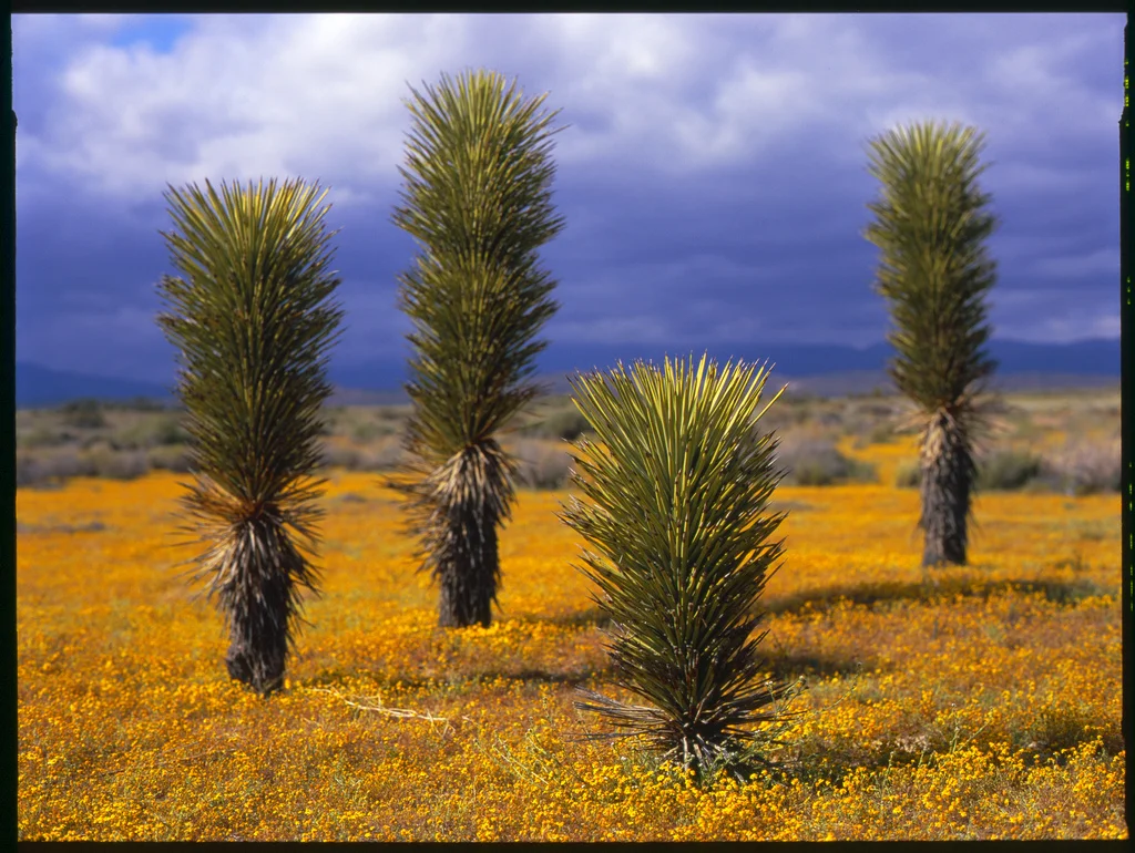 joshua trees.jpg
