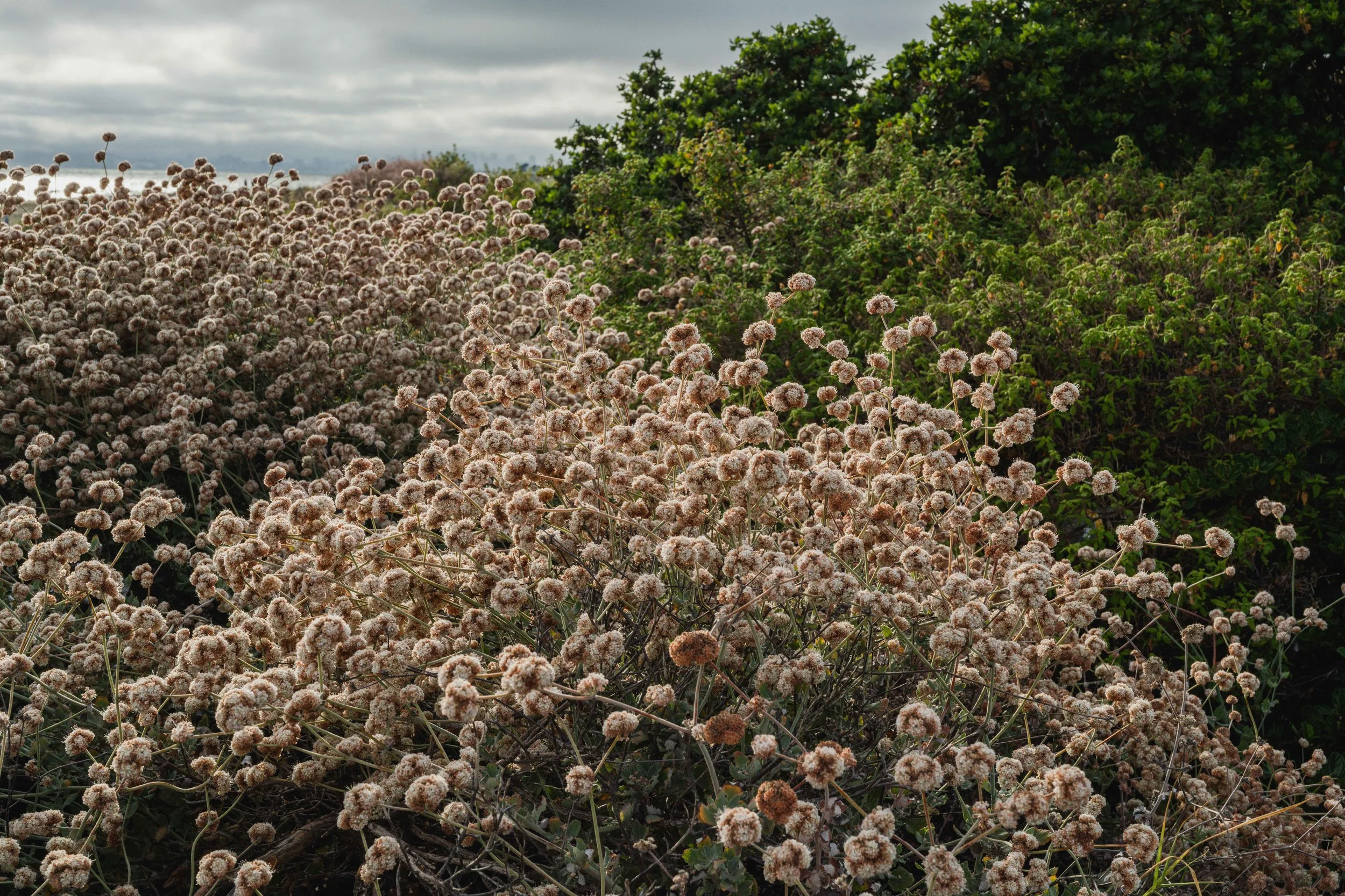 A7R05400.jpg