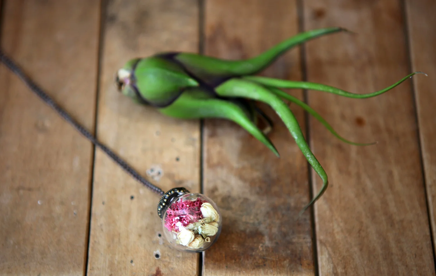 bud and moss filled globe pendant by Trollaphant, $25