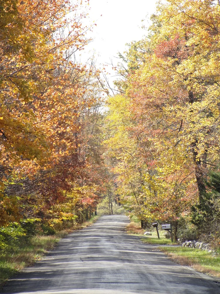 Fall on Quannacut Road.