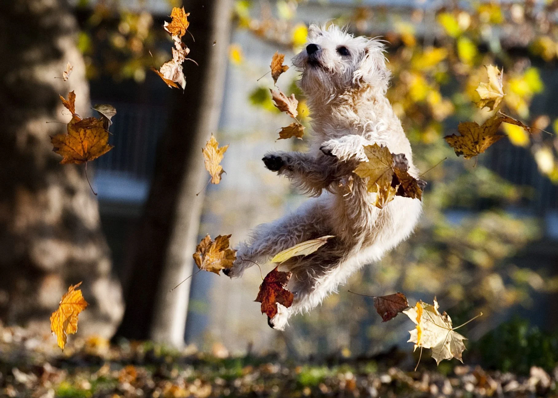 pap_20111111_0JR_jpg.jpg dog in leaves.jpg