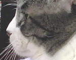 Theo's portrait - how regal he was