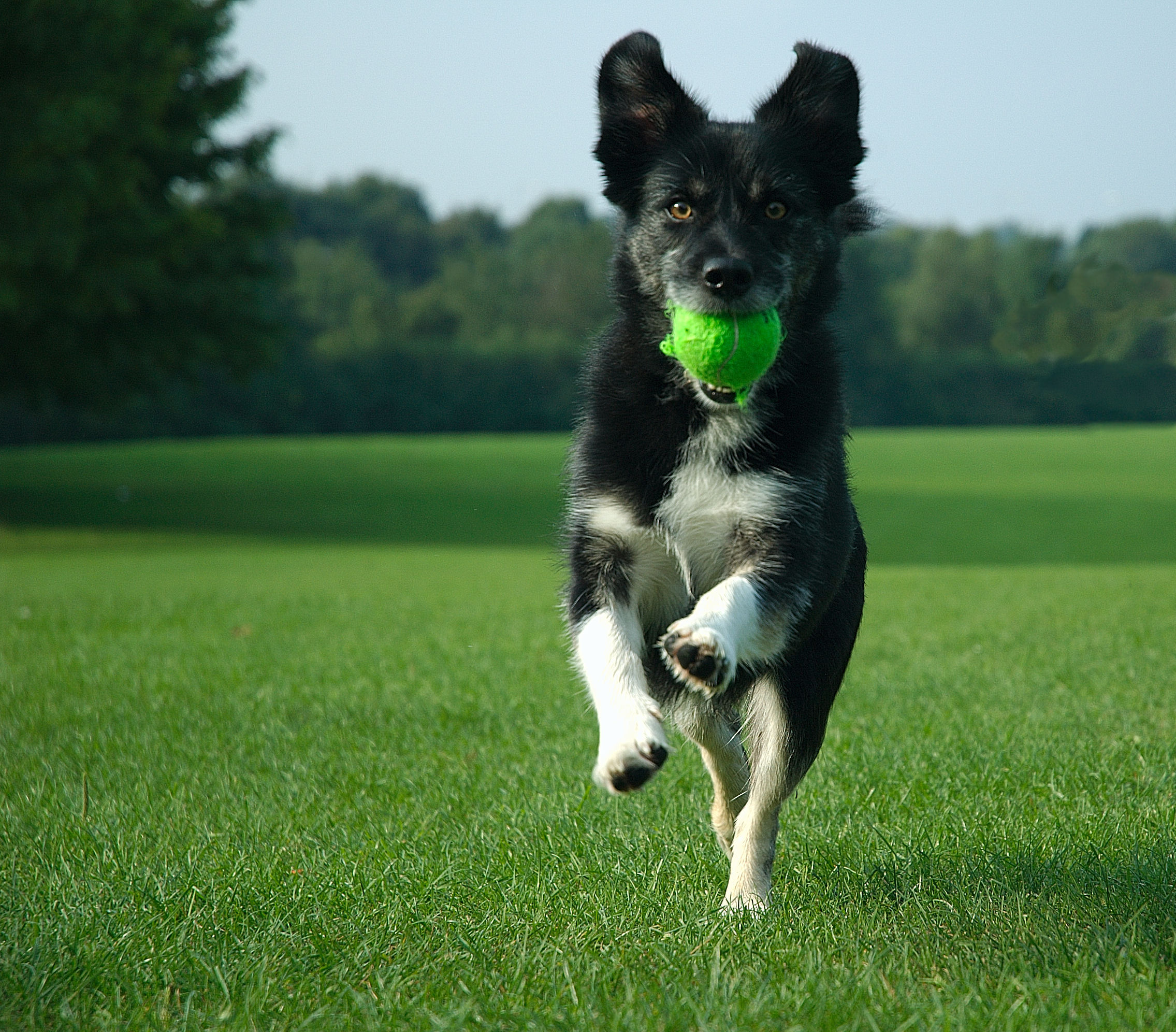 dog-running-with-ball.jpg