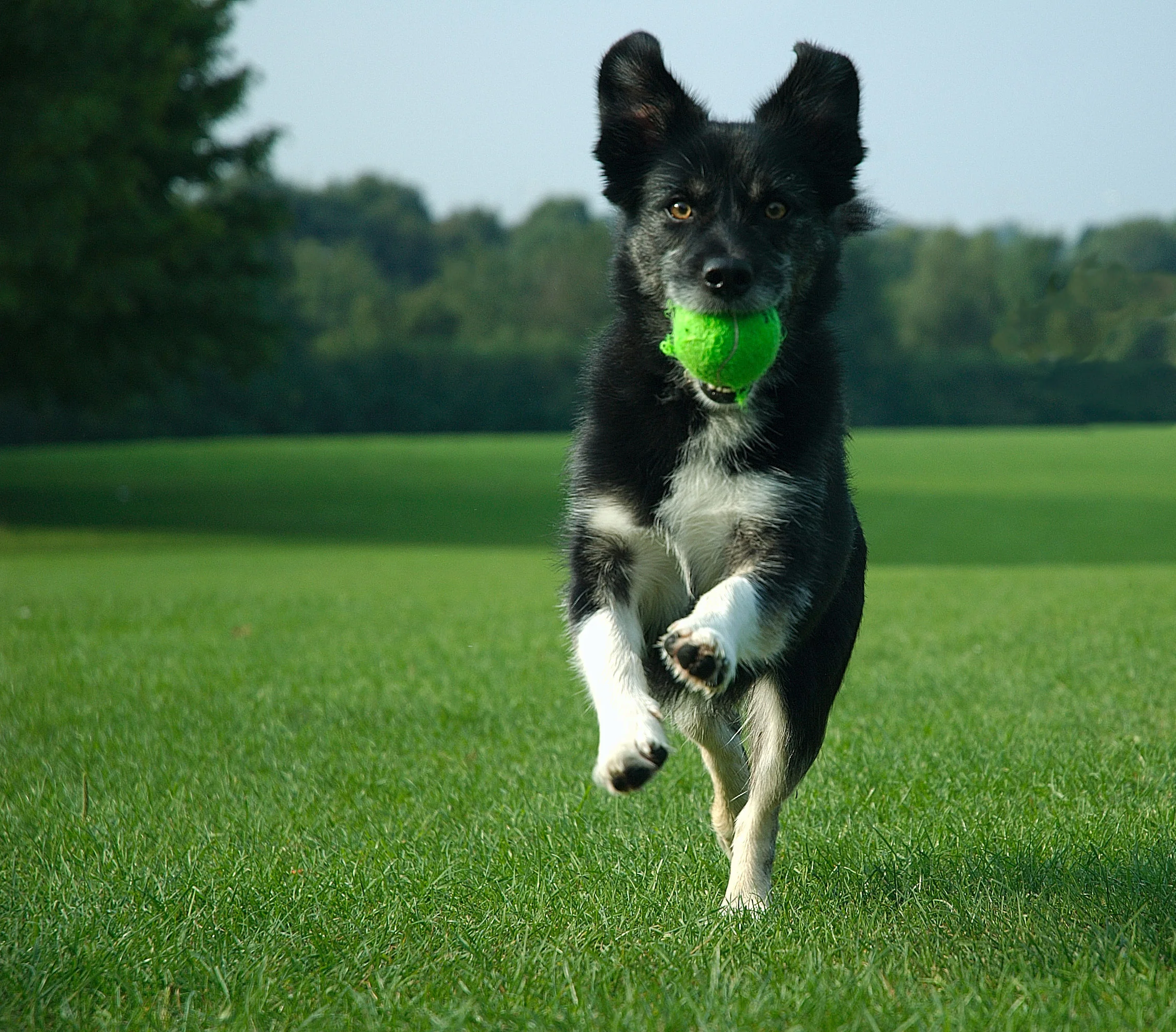 dog-running-with-ball.jpg