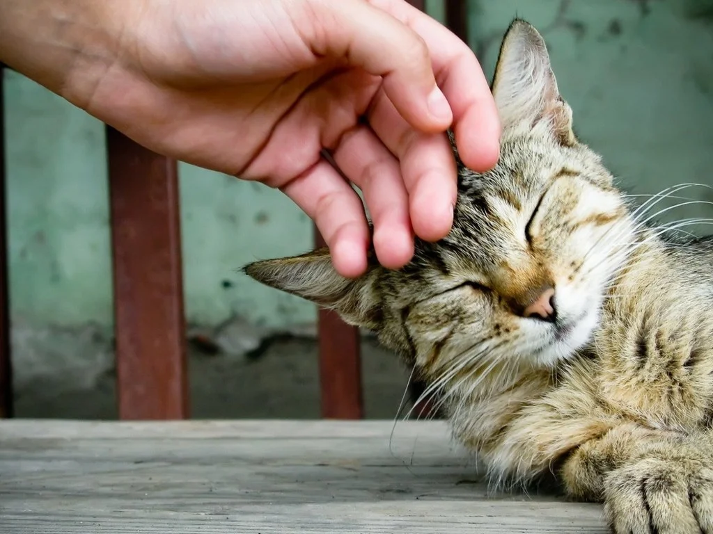 2012 impact hand with cat.jpg