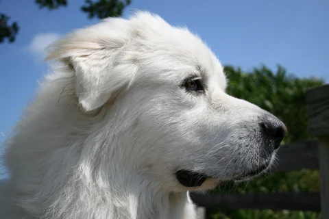 great-pyrenees.jpg