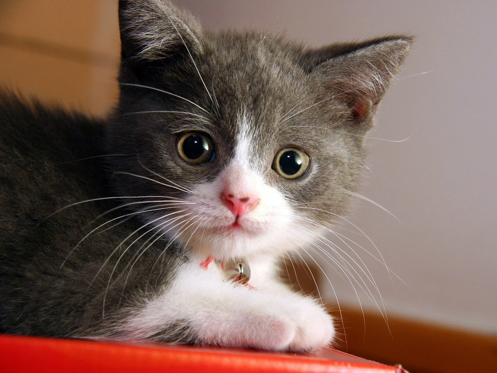 Do Cats really have nine lives, I don't know but I do treat them as if they understand that their life with me is sacred!