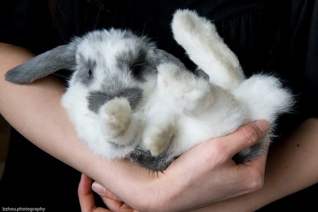 When will people understand that the "Easter Bunny" lives beyond easter - please reconsider giving rabbits as holiday gifts. Remember you make your own luck don't rely on the in humane and draconian use of a rabbits foot to bring you "good luck"