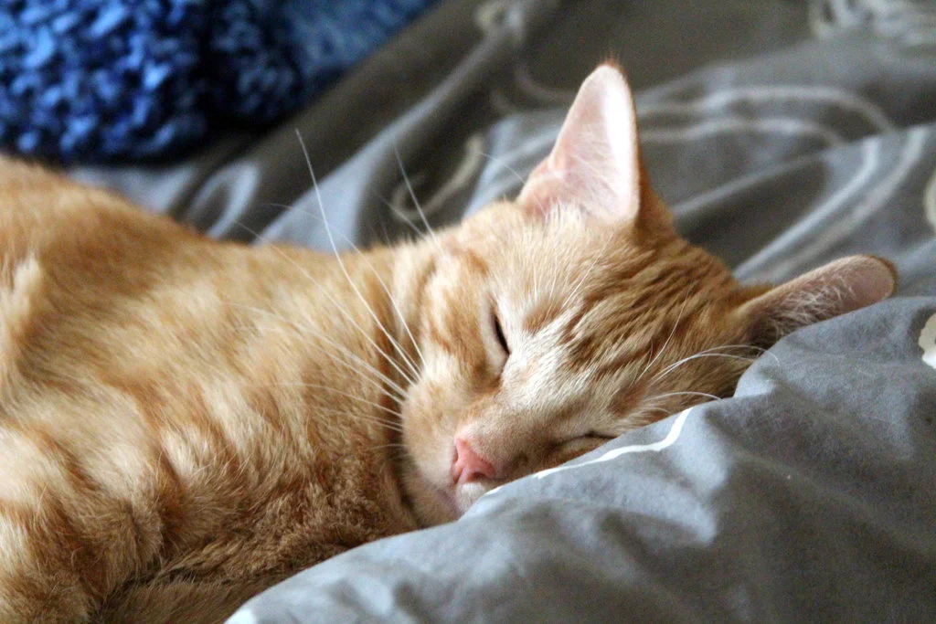 apollo_the_cat_sleeping_on_water_bed_summer_2013_by_randomcreativeart-d6ks3nw.jpg