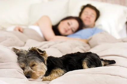 dog-sleeping-in-bed1.jpg