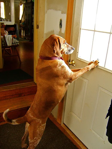 Image anythingwithpawsable.com